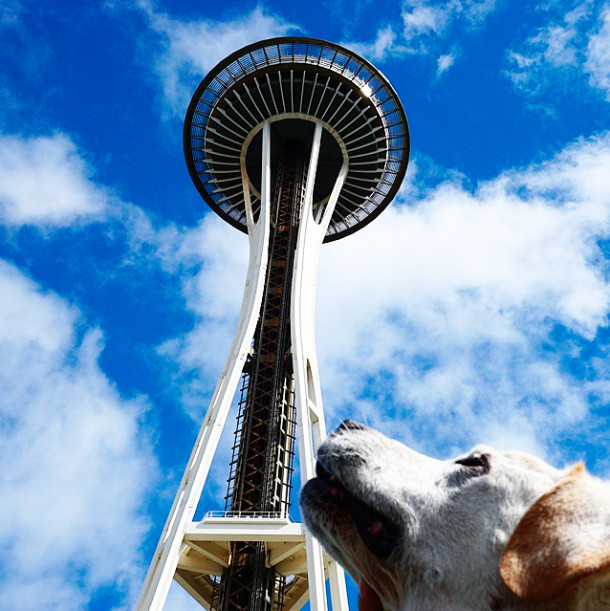 Thinking about going all the way to the top of the Space Needle in Seattle. - He Decided To Make The Most Of His Dog's Last Days, So They Took A Road Trip
