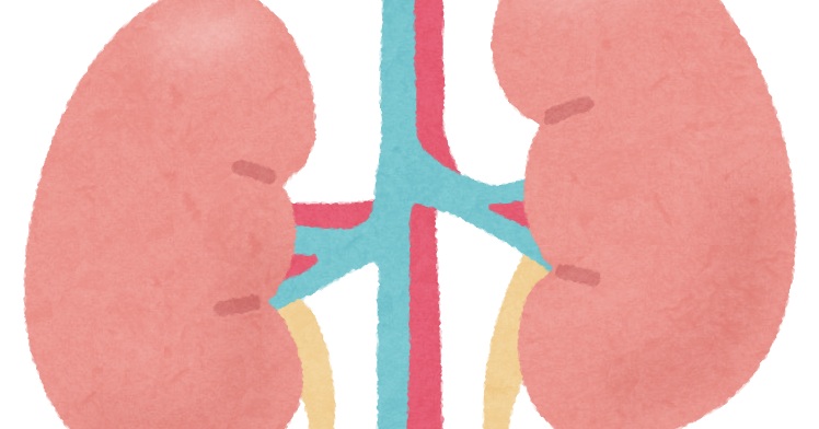 腎臓のイラスト 人体 かわいいフリー素材集 いらすとや 腎臓のイラスト 人体 かわいいフリー素材集 いらすとや