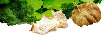 pueraria mirifica