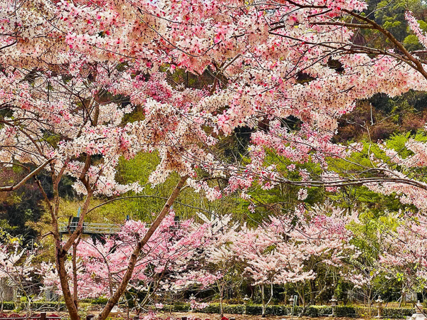 高雄六龜神威天台山道場花旗木盛開，環境清幽景色怡人，免費參觀