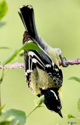 Indian Yellow Tit