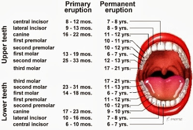 Tooth Eruption Chart for Baby Teeth