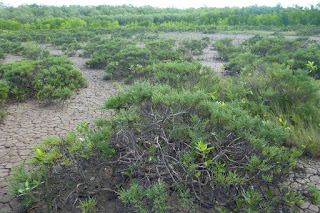 Chenopod shrubland on marine plain, Port Musgrave