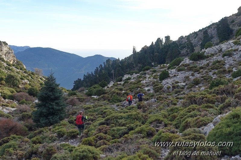 Alcazaba - Torrecilla - Pinsapar de la Yedra desde la Majá de Paco Aguera