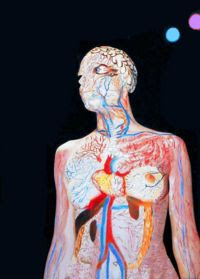 Internal human organ Art Body Painting