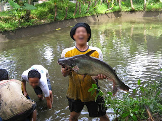  Budidaya Ikan Patin