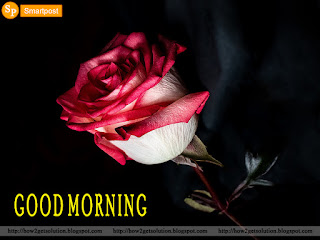 a white red rose pic with good morning quote