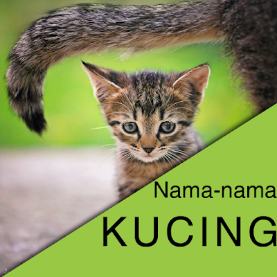 101 Nama Kucing Paling Populer di Dunia