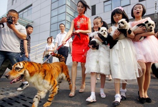 eb1319141173dog-tiger-small