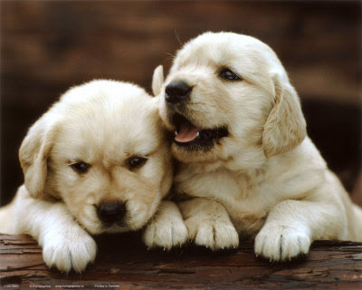 Cute Puppies Picture