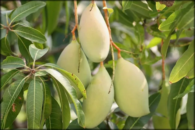 Medicinal Plants for Piles and hemorrhoids
