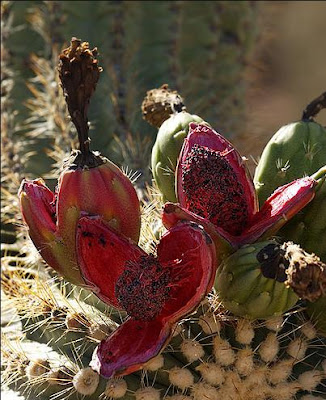 Largest Cactus