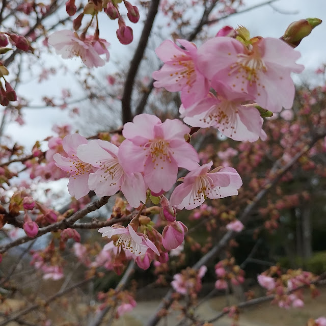 緑ヶ丘公園の河津桜