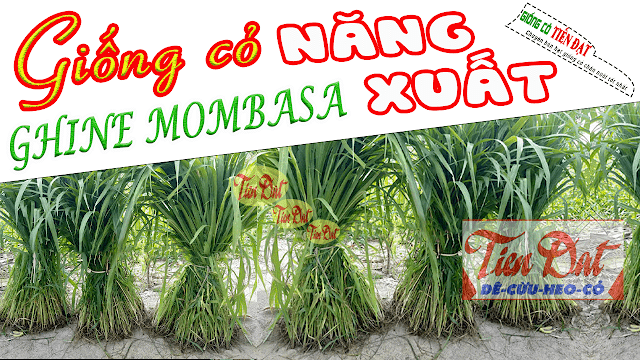 Loại giống cỏ năng suất cao là cỏ ghine mombasa