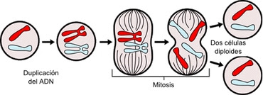 Mitosis y biologia