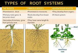 Root System: Definition, Types and Functions