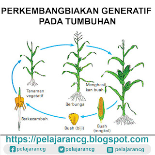 Proses generatif tumbuhan