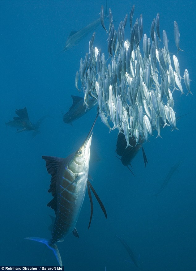  Gambar  gambar  ikan paling laju di dunia memburu ikan 