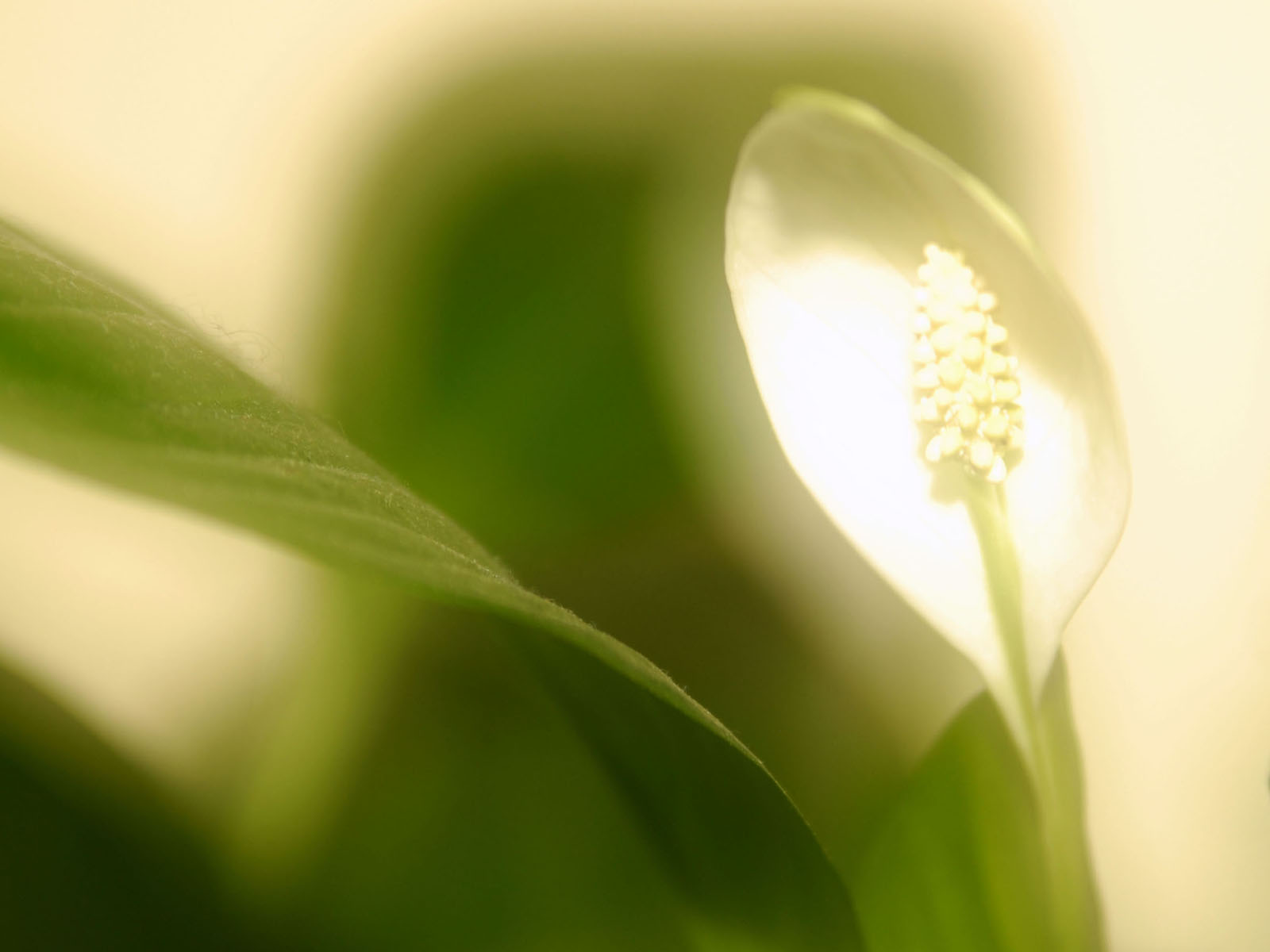 wallpapers: Peace Lilies Wallpapers
