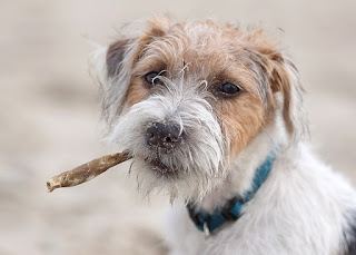 Jack Russell Terrier