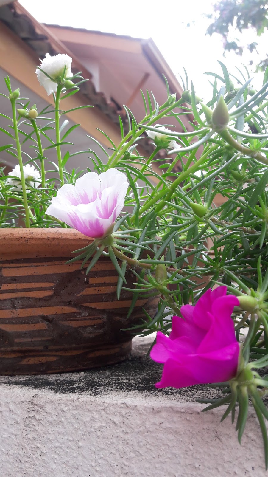 kebun sejemput Bunga Ros  Jepun  Di Rumah Saya