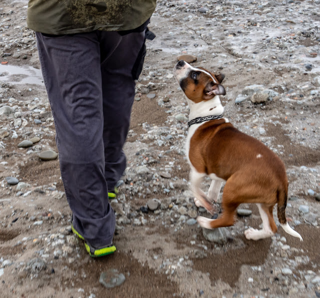 Photo of Ruby staying close to Phil on the beach