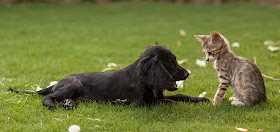 Foto-foto seekor anak kucing dan seekor anak anjing spaniel yang tumbuh bersama