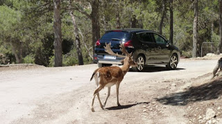 Safari Aitana.