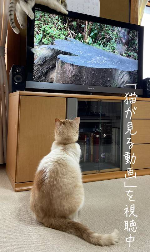 猫が見る動画を視聴中