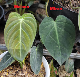 Perbedaan philodendron melanochryum dan philodendron mican