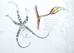 Sketchbook studies in ink and watercolour of a Spider Orchid by Shevaun Doherty