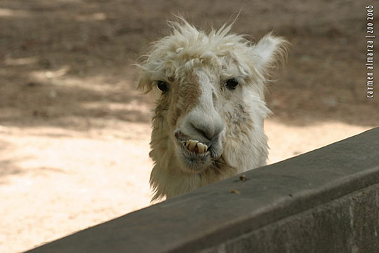 Download Funny Llama pictures for widescreen |Funny Animal
