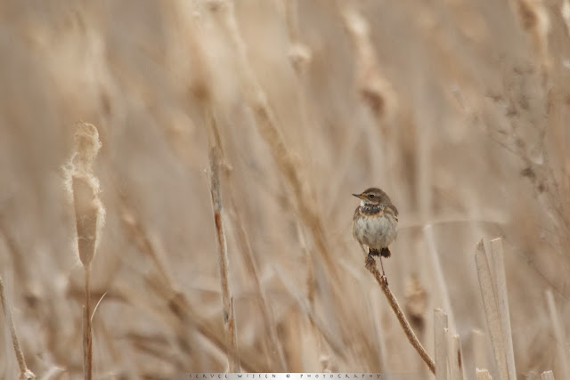 Blauwborst (v) - Bluethroat (f) - Luscina svecica