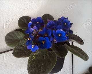 Planta ornamental violeta com flores