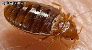 What Kills bed bugs instantly
