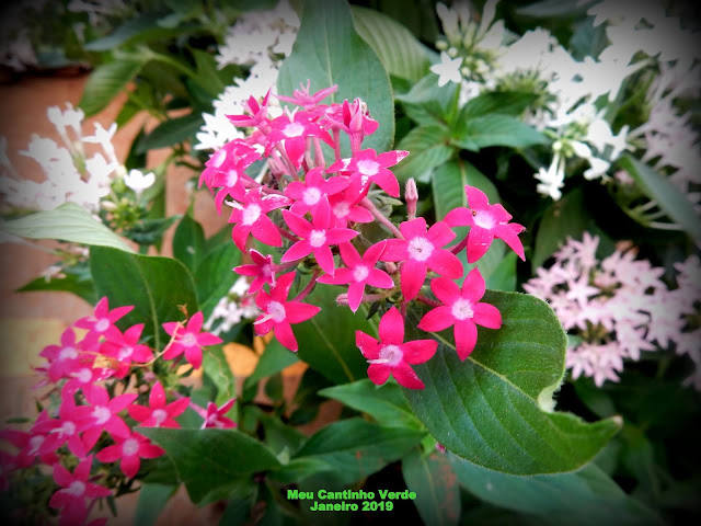 PENTAS - ( Pentas lanceolata )