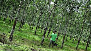 BUDIDAYA TANAMAN PERKEBUNAN