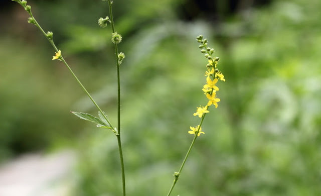 Agrimony Flowers Pictures