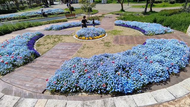 花博記念公園鶴見緑地 ネモフィラ