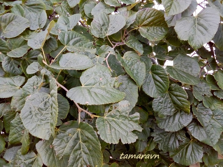 Липа маньчжурская (Tilia mandshurica)