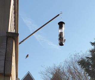 A small house sparrow with wings tucked fully in is shown in midair en route to a feeder hanging from a pole. Another small bird is on the other side of the feeder.