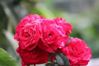Bunga Mawar untuk Kesehatan dan Kecantikan