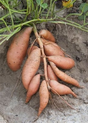 Sweet Potatoes