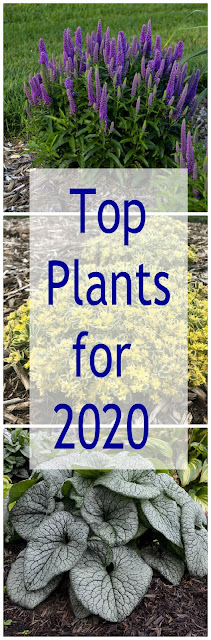 A list of over 20 of the newest and best perennials for 2020 that are must haves in the garden.