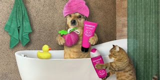 Cómo bañar a tu mascota