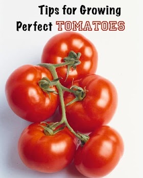 #Gardening : Tips for Growing Perfect Tomatoes