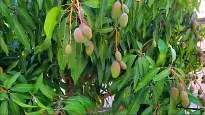 Mango tree fertilizer produces fruit