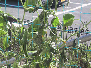 強い風雨に打たれたキュウリの葉