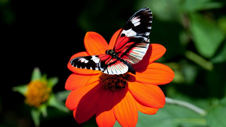 Butterfly HD Wallpaper 3