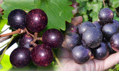 Muscadine Grapes Season